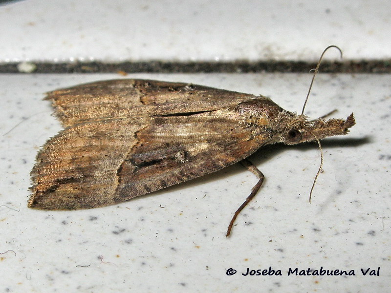 Hypena (Hypena) rostralis - Erebidae